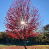 Red_tree-160.jpeg